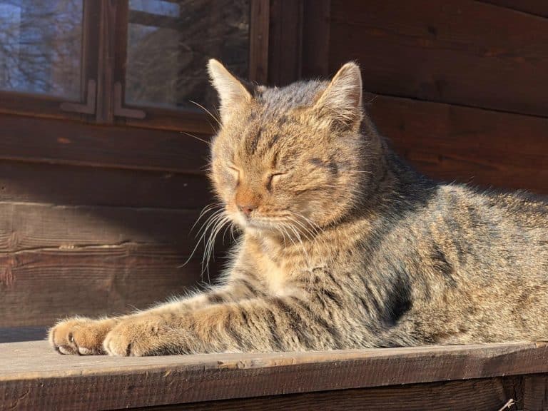 Un Crăciun uimitor de cald – Temperaturile au ajuns la 21 C în România