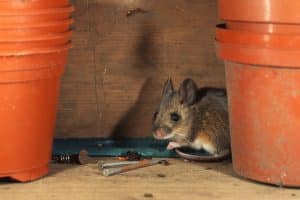 VIDEO Surpriză pentru un galez care vedea că cineva îi făcea ordine noaptea în magazie / Ce a descoperit după ce a pus o cameră de filmat