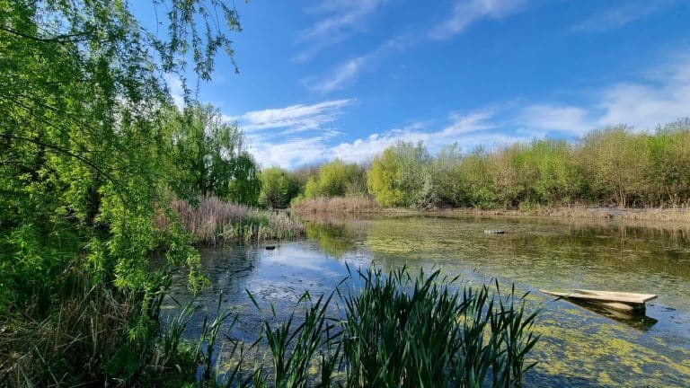 FOTO Bucureștiul poate avea un nou parc natural, în afară de Delta Văcărești. Unde este Valea Saulei, cu 10 hectare de „sălbăticie”