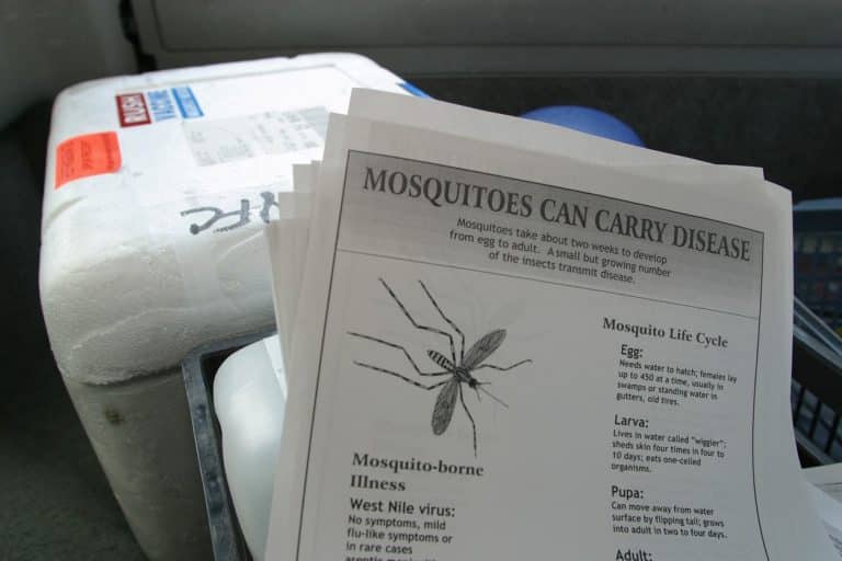 În Europa, cazurile de dengue și boli răspândite de țânțari înregistrează o „creștere semnificativă”