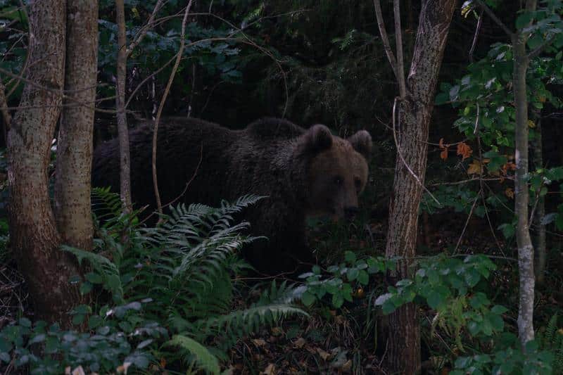 Turista atacată de urs pe Jepii Mici a fost găsită moartă. Recuperarea trupului, dificilă din cauza prezenței animalului în zonă