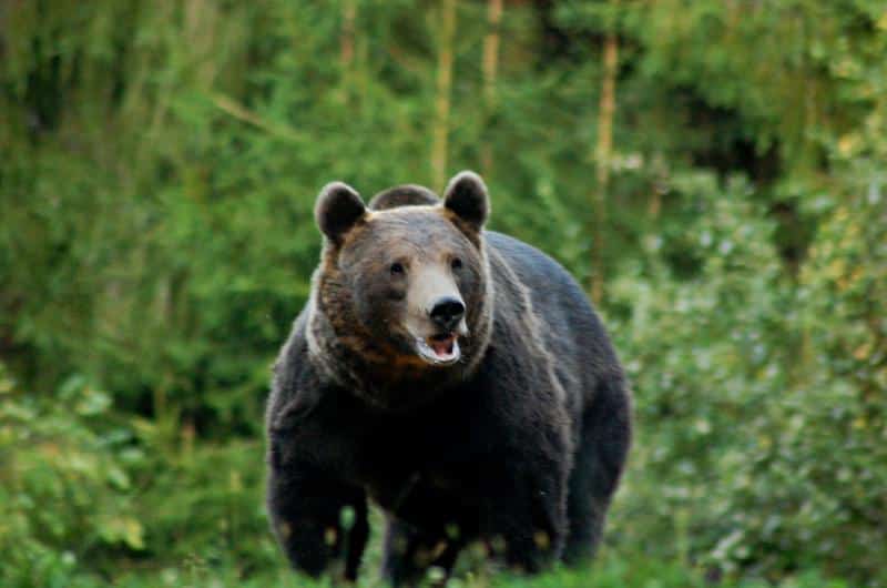 Ce arată necropsia în cazul fetei de 19 ani ucisă de urs pe Jepii Mici